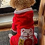 Bobo is registered to the contest to win money with this photo: dog, pet, red_clothing, curly_fur, indoor, door, glass_door, waiting, sitting, floor_mat, cute, animal, furry, cozy, back_view, home, decorative_clothing, window, daylight, lonely