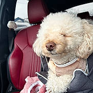 Bobo is registered to the contest to win money with this photo: dog, poodle, car_interior, red_leather_seat, blanket, plush, pet_carrier, curly_fur, cozy, sleeping, cute, small_dog, pet, animal, fur, transportation, relaxing, indoor, close_up, comfort
