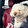 dog, poodle, car_interior, red_leather_seat, blanket, plush, pet_carrier, curly_fur, cozy, sleeping, cute, small_dog, pet, animal, fur, transportation, relaxing, indoor, close_up, comfort