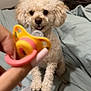Bobo joined the competition — help win amazing prizes! dog, poodle, curly_fur, pet, indoor, bed, blanket, human_hand, pacifier, light_blue, gray, curious, sitting, paw, furry, animal, cute, small_dog, looking, bedroom