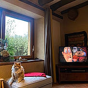 Romy participe au concours pour gagner de l'argent avec cette photo : cat, orange_cat, fluffy_cat, ottoman, window, curtains, television, animated_movie, wooden_beams, cozy_room, cushion, indoor, plant, red_blanket, floor_rug, wooden_furniture, natural_light, home_interior, relaxed, pet