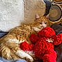 Romy participe au concours pour gagner de l'argent avec cette photo : cat, orange_cat, fluffy, stuffed_toy, red_teddy_bear, blanket, couch, pillow, cozy, indoor, relaxed, sleepy, pet, furniture, fur, animal, home, soft, cute, resting
