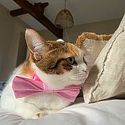 Tina participe au concours pour gagner de l'argent avec cette photo : cat, bow_tie, pet, indoor, bed, pillow, feline, resting, close_up, cute, domestic_animal, animal, soft_light, cozy, whiskers, fur, pink, decor, wood_beam, lamp