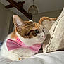 cat, bow_tie, pet, indoor, bed, pillow, feline, resting, close_up, cute, domestic_animal, animal, soft_light, cozy, whiskers, fur, pink, decor, wood_beam, lamp