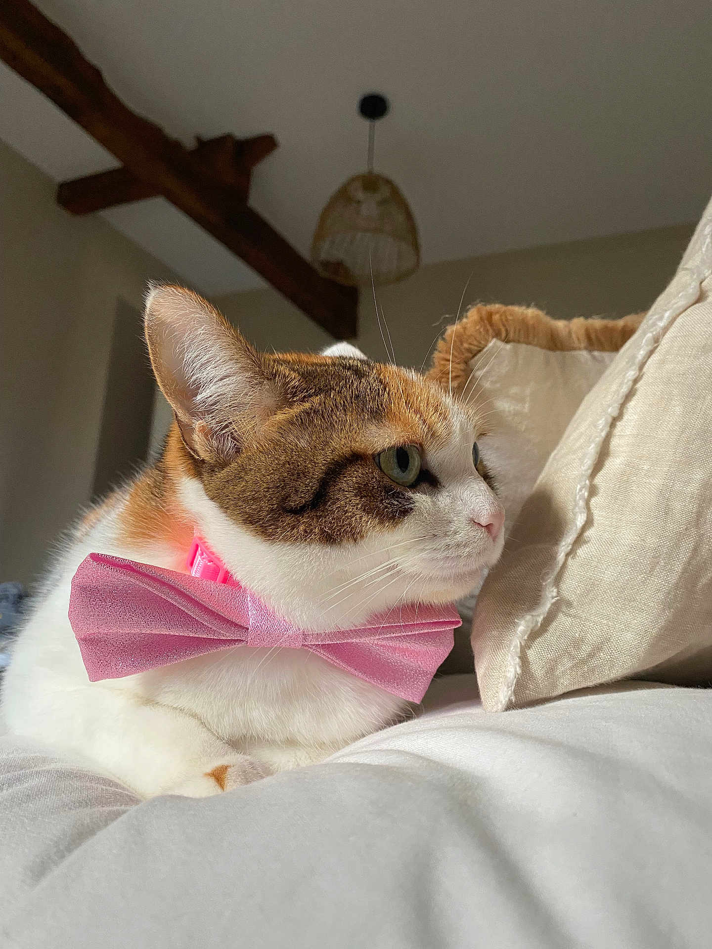 Tina participe au concours pour gagner de l'argent avec cette photo : cat, bow_tie, pet, indoor, bed, pillow, feline, resting, close_up, cute, domestic_animal, animal, soft_light, cozy, whiskers, fur, pink, decor, wood_beam, lamp