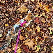 Tina participe au concours pour gagner de l'argent avec cette photo : animal, autumn, brown, calico_cat, cat, colorful, curious, fall_leaves, fur, harness, leash, leaves, nature, orange, outdoor, pet, seasonal, texture, walking, yellow