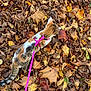 animal, autumn, brown, calico_cat, cat, colorful, curious, fall_leaves, fur, harness, leash, leaves, nature, orange, outdoor, pet, seasonal, texture, walking, yellow