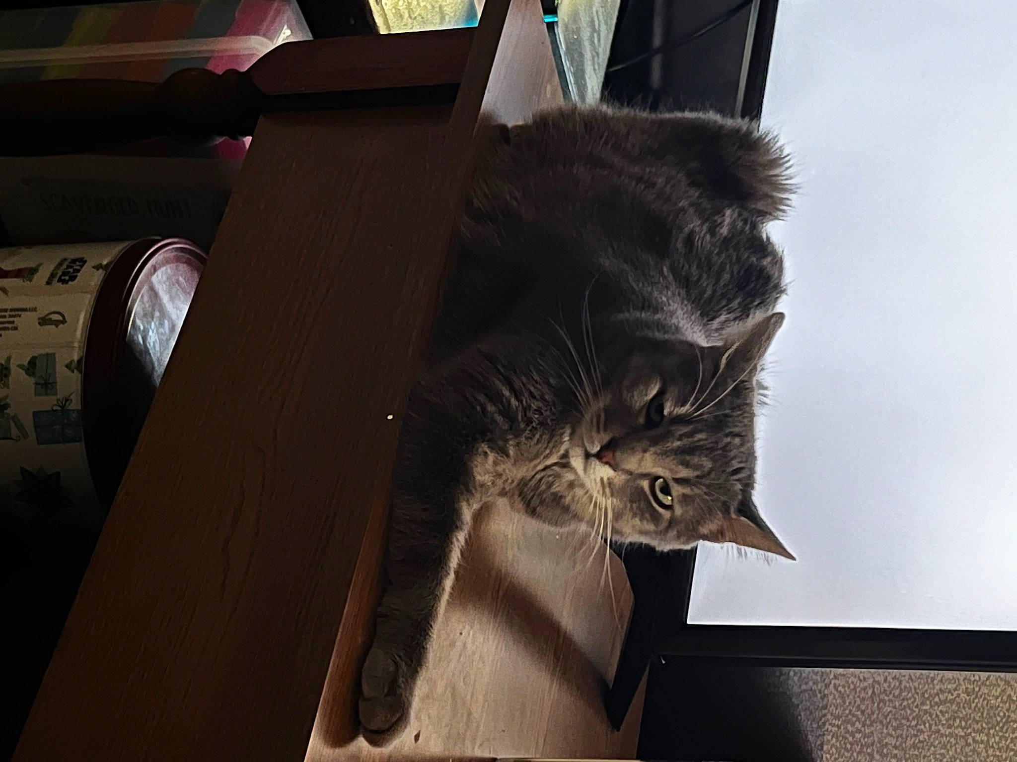 Mia joined the competition — help win amazing prizes! black_cat, carnivore, cat, domestic_short_haired_cat, door, felidae, flooring, fur, plant, room, shadow, small_to_medium_sized_cats, tail, tints_and_shades, tree, whiskers, window, wood