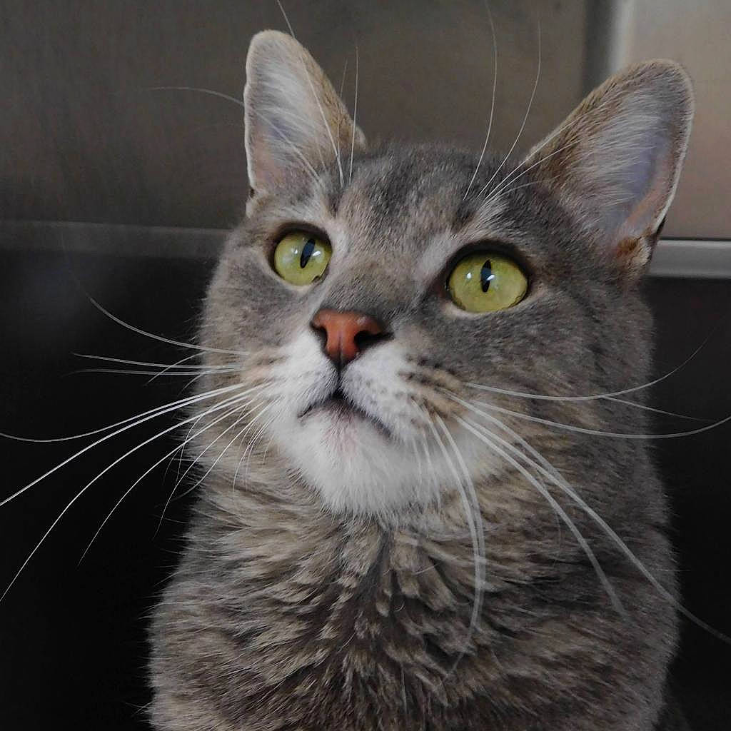 Mia joined the competition — help win amazing prizes! carnivore, cat, domestic_short_haired_cat, felidae, fur, small_to_medium_sized_cats, snout, terrestrial_animal, whiskers, window