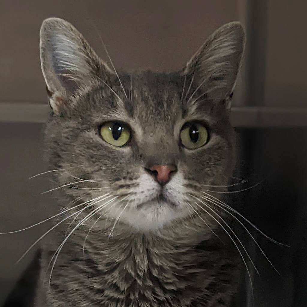 Mia is registered to the contest to win money with this photo: carnivore, cat, domestic_short_haired_cat, felidae, fur, grey, small_to_medium_sized_cats, snout, terrestrial_animal, whiskers, window