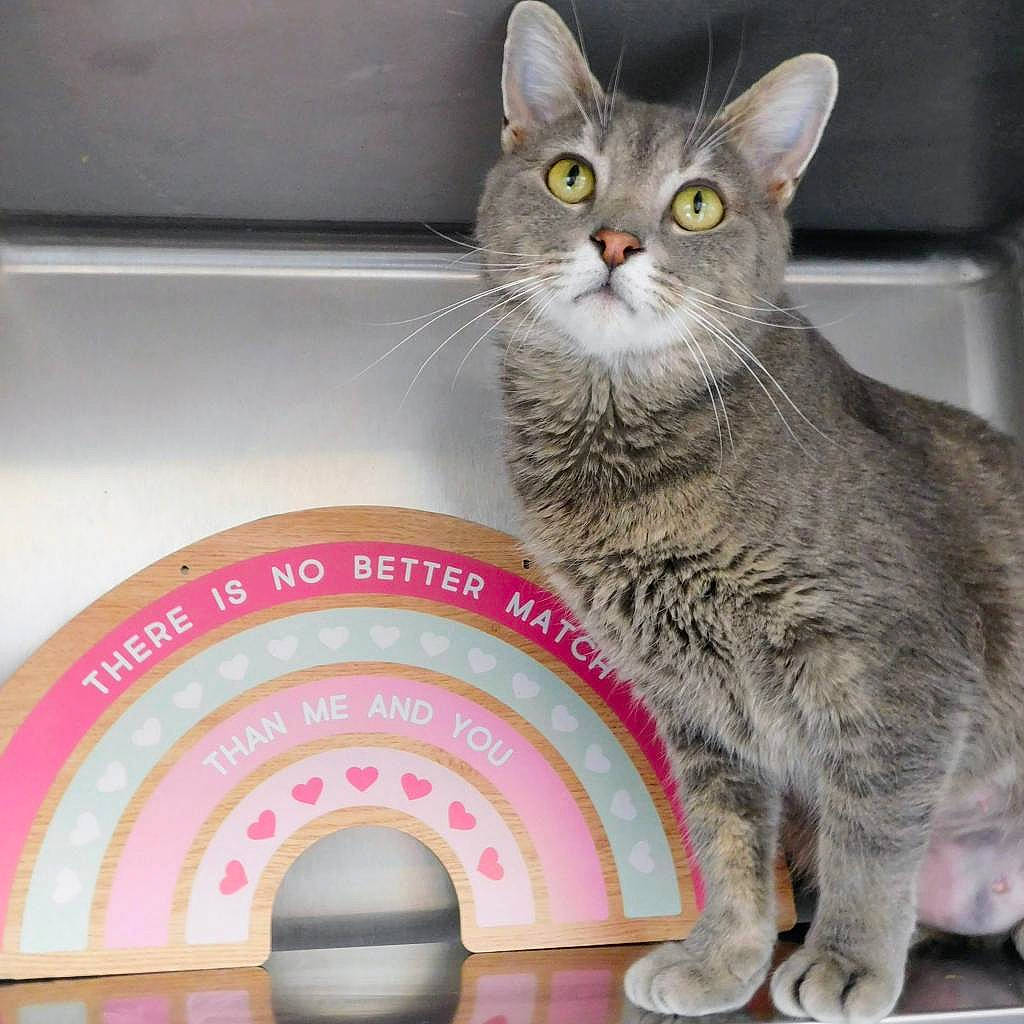 Mia joined the competition — help win amazing prizes! box, carnivore, cat, cat_furniture, cat_supply, circle, domestic_short_haired_cat, felidae, fur, paw, pet_supply, photo_caption, puzzle, recreation, sitting, small_to_medium_sized_cats, snout, tail, whiskers