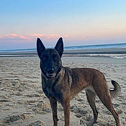 Priska participe au concours pour gagner de l'argent avec cette photo : dog, beach, sand, ocean, sunset, sky, water, animal, pet, outdoor, canine, nature, landscape, mammal, walking, fur, tail, ears, collar, shore