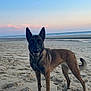 dog, beach, sand, ocean, sunset, sky, water, animal, pet, outdoor, canine, nature, landscape, mammal, walking, fur, tail, ears, collar, shore