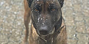 Priska a rejoint le concours — aidez-le/la à gagner de superbes lots ! dog, animal, snow, outdoor, pet, canine, face, ears, brown, black, fur, collar, alert, standing, pavement, winter, snowflakes, closeup, background_blur, nature