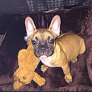Boubou participe au concours pour gagner de l'argent avec cette photo : dog, puppy, french_bulldog, brown, teddy_bear, plush, blanket, cute, pet, indoor, animal, ears, face, fur, young, toy, snout, looking_up, cozy, companion