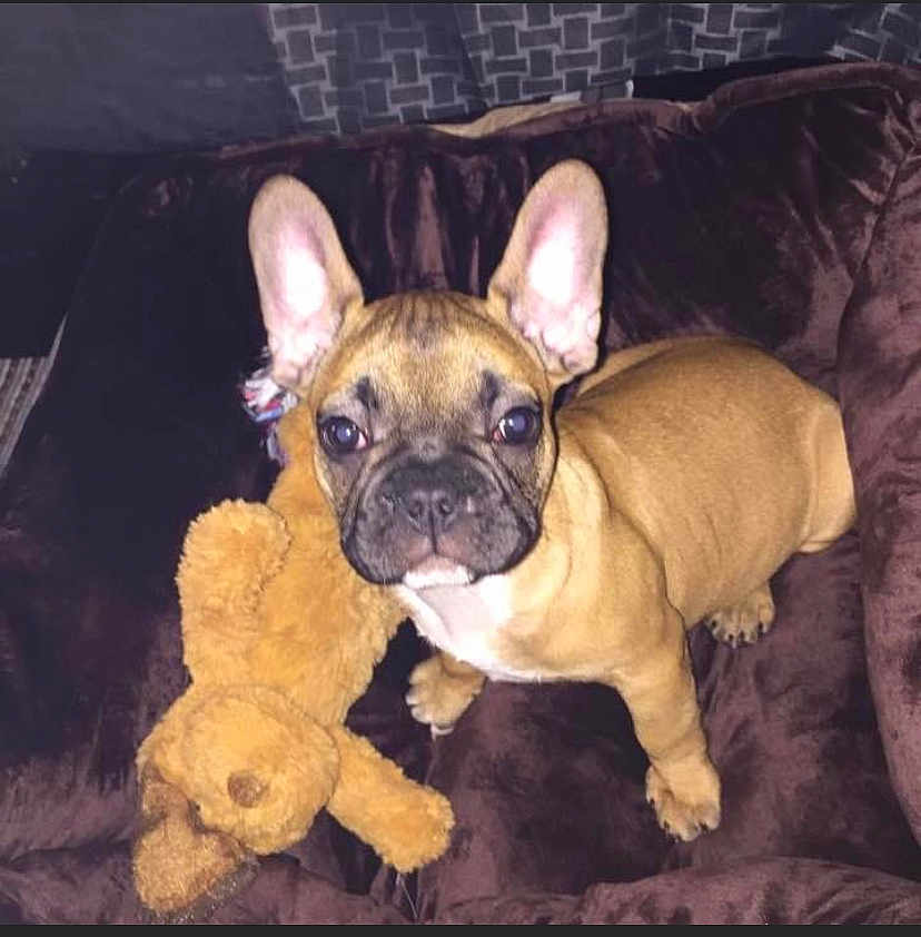 Boubou participe au concours pour gagner de l'argent avec cette photo : dog, puppy, french_bulldog, brown, teddy_bear, plush, blanket, cute, pet, indoor, animal, ears, face, fur, young, toy, snout, looking_up, cozy, companion