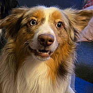 Ember joined the competition — help win amazing prizes! attention, australian_shepherd, brown_and_white, closeup, couch, dog, domestic_animal, ears, expression, eyes, fluffy, fur, indoor, mouth, nose, pet, pillow, portrait, sitting, whiskers