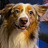 attention, australian_shepherd, brown_and_white, closeup, couch, dog, domestic_animal, ears, expression, eyes, fluffy, fur, indoor, mouth, nose, pet, pillow, portrait, sitting, whiskers