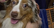 Ember joined the competition — help win amazing prizes! australian_shepherd, blanket, brown_and_white_fur, close_up, clothing, cozy_room, dog, dog_gate, eyes, face, floppy_ears, fur_texture, human_arm, indoor, person_holding, pet, play_toys, tongue_out, tv_screen, wooden_wall