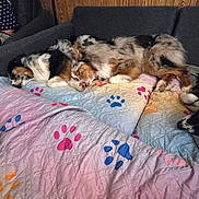 Ember joined the competition — help win amazing prizes! dog, sleeping, couch, quilt, paw_print, indoor, wood_paneling, cozy, fur, resting, pet, two_animals, colorful, blanket, domestic_animal, relaxing, companion, furniture, animal_bed, home