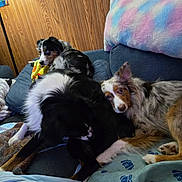 Ember is registered to the contest to win money with this photo: dog, couch, blanket, indoor, wood_paneling, pet, canine, fur, resting, cozy, companion, multicolor, animal, laying_down, domestic, comfort, relaxation, living_room, toy, furniture