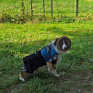 Phoenix is registered to the contest to win money with this photo: dog, grass, fence, outdoor, pet, animal, blue_vest, protective_collar, curious, standing, canine, nature, greenery, sunlight, ears, fur, black_and_white, brown_spots, daytime, looking