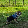 dog, grass, fence, outdoor, pet, animal, blue_vest, protective_collar, curious, standing, canine, nature, greenery, sunlight, ears, fur, black_and_white, brown_spots, daytime, looking