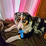 animal, australian_shepherd, blue_eyes, brown_couch, canine, companion, couch, curtains, cute, dog, domestic_animal, fur, household, indoor, lying_down, pacifier, pet, portrait, relaxed, wood_paneling