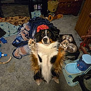 Lucky is registered to the contest to win money with this photo: begging, blanket, carpet, chew_toy, cozy, dog, dog_toy, ears, eyes, food_bowls, fur, furniture, indoor, living_room, mat, paws_up, pet, playtime, tricolor, water_dispenser