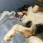 Lucky joined the competition — help win amazing prizes! dog, sleeping, tongue_out, paw, fur, blanket, couch, relaxed, cozy, indoors, pet, tricolor, fluffy, canine, resting, nap, furry, animal, cute, tongue