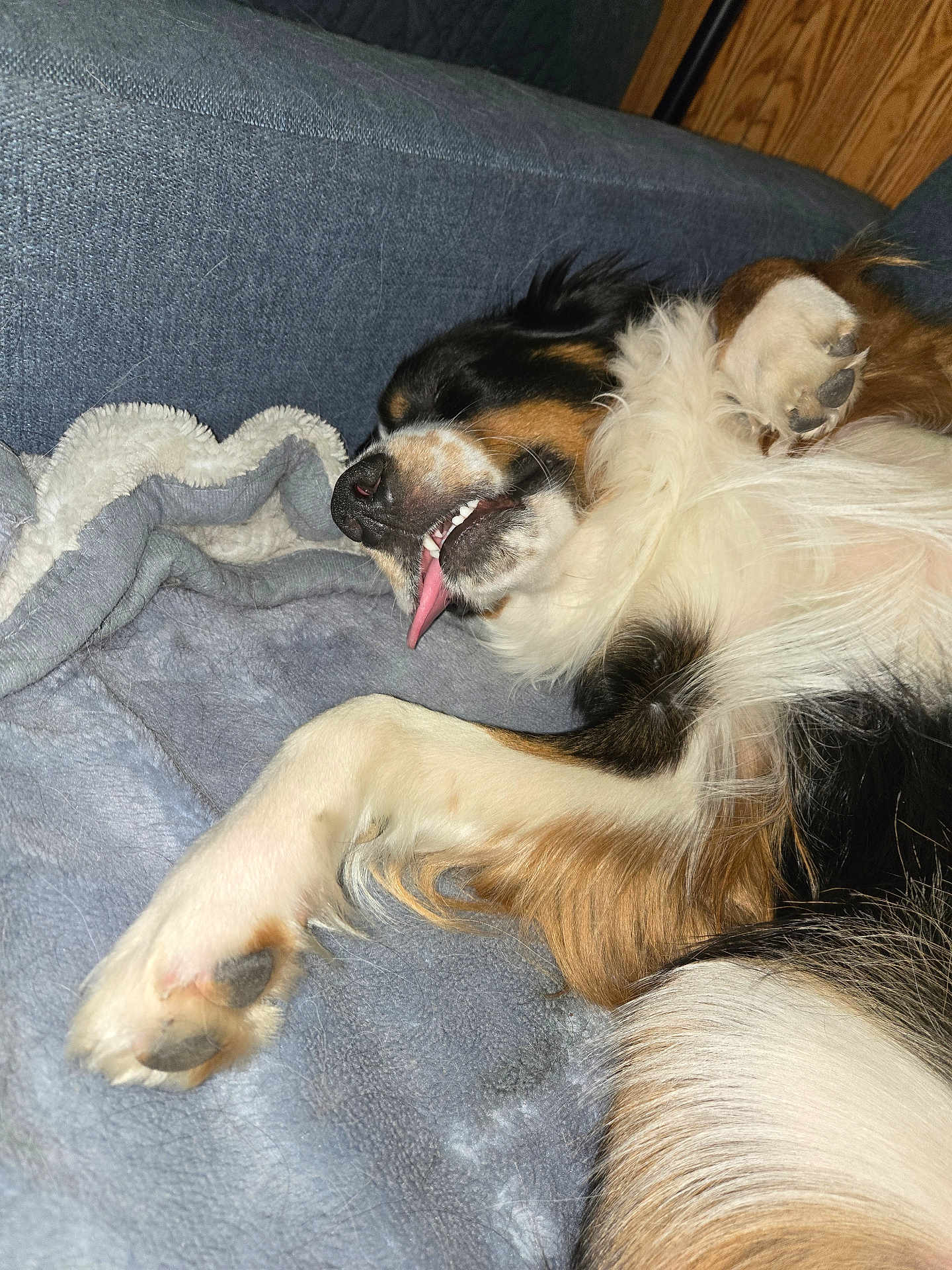 Lucky joined the competition — help win amazing prizes! dog, sleeping, tongue_out, paw, fur, blanket, couch, relaxed, cozy, indoors, pet, tricolor, fluffy, canine, resting, nap, furry, animal, cute, tongue