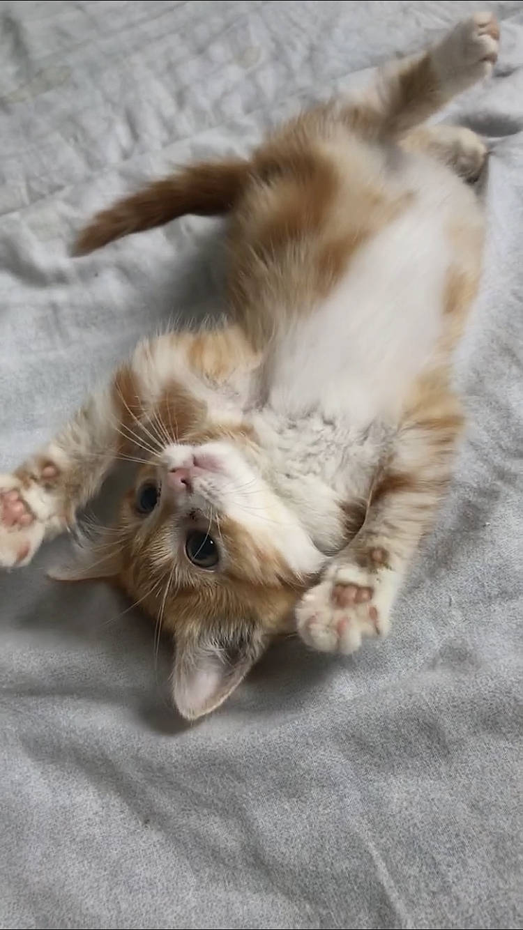 Izy participe au concours pour gagner de l'argent avec cette photo : carnivore, cat, claw, fawn, felidae, fur, kitten, mammal, munchkin, persian, small_to_medium_sized_cats, whiskers