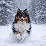 dog, snow, outdoor, winter, playing, happy, fur, running, tricolor, canine, nature, cold, animal, forest, motion, joy, active, pets, snowfall, smiling