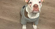 Bronze is registered to the contest to win money with this photo: dog, bulldog, puppy, pet, animal, sitting, portrait, indoors, wooden_floor, gray_shirt, clothing, white_fur, brown_fur, floppy_ears, wrinkled_face, looking_at_camera, serious_expression, cute, home, floor
