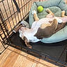 dog, puppy, pet, animal, sleeping, relaxed, upside_down, sprawled, paws, belly, white_and_brown, dog_bed, playpen, crate, tennis_ball, toy, indoor, wooden_floor, cozy, funny