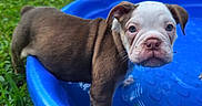 Bronze is registered to the contest to win money with this photo: animal, brown_and_white, bulldog, close_up, cute, dog, eyes, face, floppy_ears, grass, kiddie_pool, nose, outdoor, pet, playful, portrait, puppy, sitting, water, wet