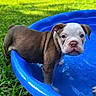 Bronze is registered to the contest to win money with this photo: puppy, dog, bulldog, brown_and_white, animal, pet, outdoor, grass, kiddie_pool, water, wet, portrait, close_up, face, eyes, nose, floppy_ears, sitting, playful, cute
