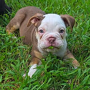 Bronze is registered to the contest to win money with this photo: bulldog, puppy, dog, grass, outdoor, portrait, close_up, animal, pet, white_face, brown_fur, blue_eyes, floppy_ears, leaf, playful, lying_down, garden, greenery, cute, funny