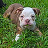 bulldog, puppy, dog, grass, outdoor, portrait, close_up, animal, pet, white_face, brown_fur, blue_eyes, floppy_ears, leaf, playful, lying_down, garden, greenery, cute, funny