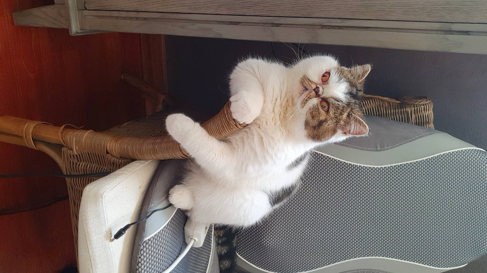 Rubis a rejoint le concours — aidez-le/la à gagner de superbes lots ! bag, canidae, carnivore, cat, chair, claw, comfort, companion_dog, domestic_short_haired_cat, fawn, felidae, fur, luggage_and_bags, mammal, paw, small_to_medium_sized_cats, snout, tail, whiskers, wood