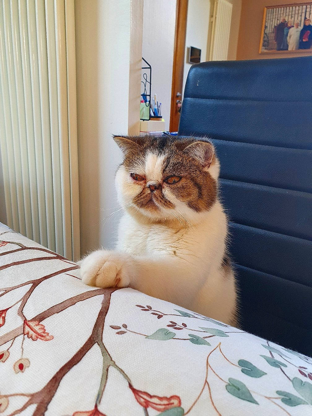 Rubis a rejoint le concours — aidez-le/la à gagner de superbes lots ! blue, box, carnivore, cat, comfort, curtain, domestic_short_haired_cat, door, felidae, flooring, fur, linens, pattern, room, sitting, small_to_medium_sized_cats, whiskers, window, wood