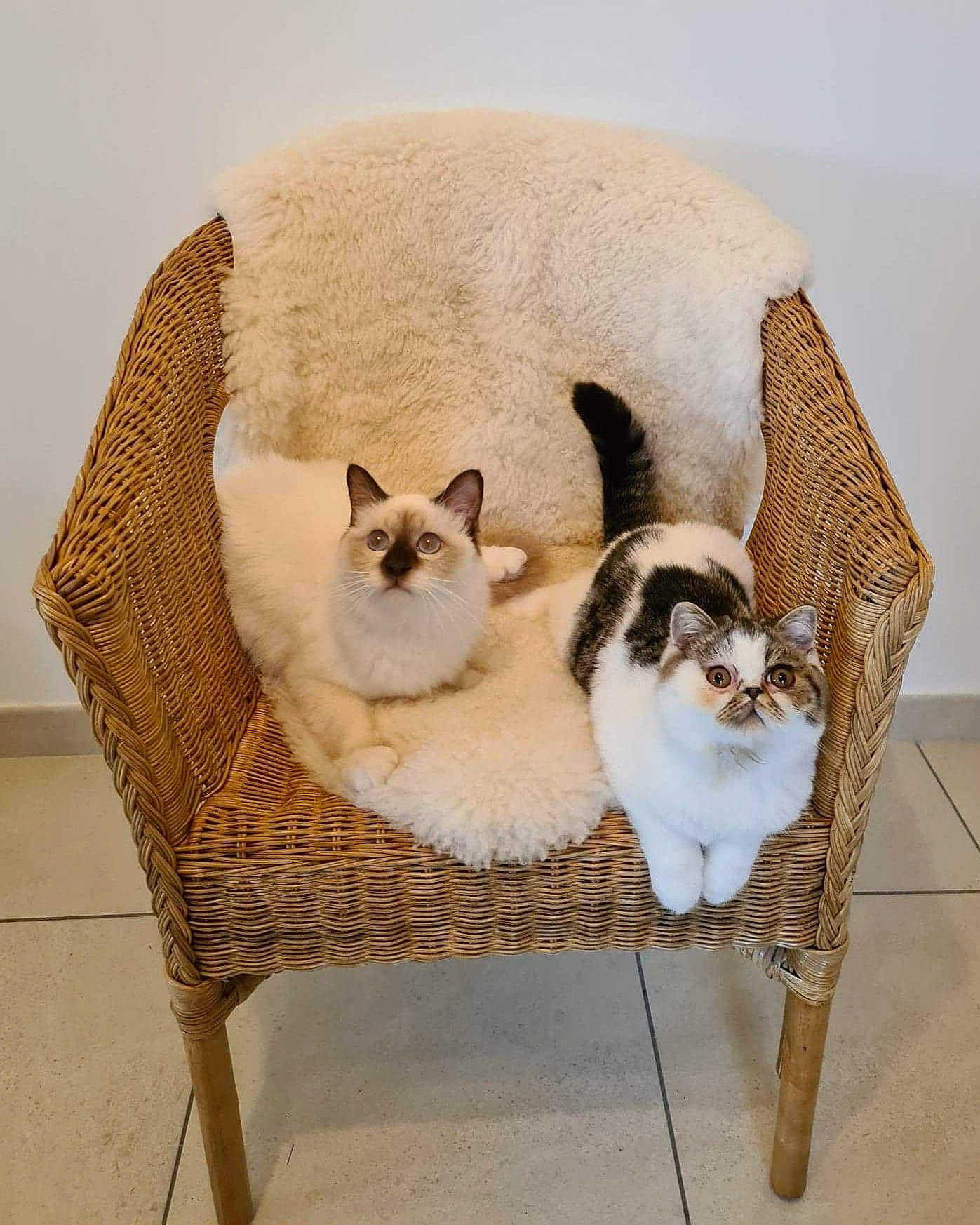 Rubis a rejoint le concours — aidez-le/la à gagner de superbes lots ! carnivore, cat, cat_supply, chair, comfort, domestic_short_haired_cat, fawn, felidae, flooring, fur, hardwood, mammal, pet_supply, small_to_medium_sized_cats, tail, terrestrial_animal, vertebrate, whiskers, window, wood