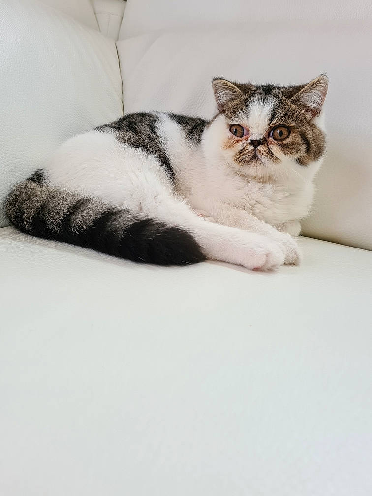 Rubis a rejoint le concours — aidez-le/la à gagner de superbes lots ! carnivore, cat, claw, comfort, domestic_short_haired_cat, felidae, fur, grey, monochrome_photography, paw, sitting, small_to_medium_sized_cats, tail, whiskers