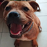 Voyou a rejoint le concours — aidez-le/la à gagner de superbes lots ! dog, brown_dog, pet, smiling, tongue_out, happy, close_up, canine, indoor, floor_tiles, animal, friendly, domestic_animal, sitting, cute, playful, collar, portrait, looking_up, paw