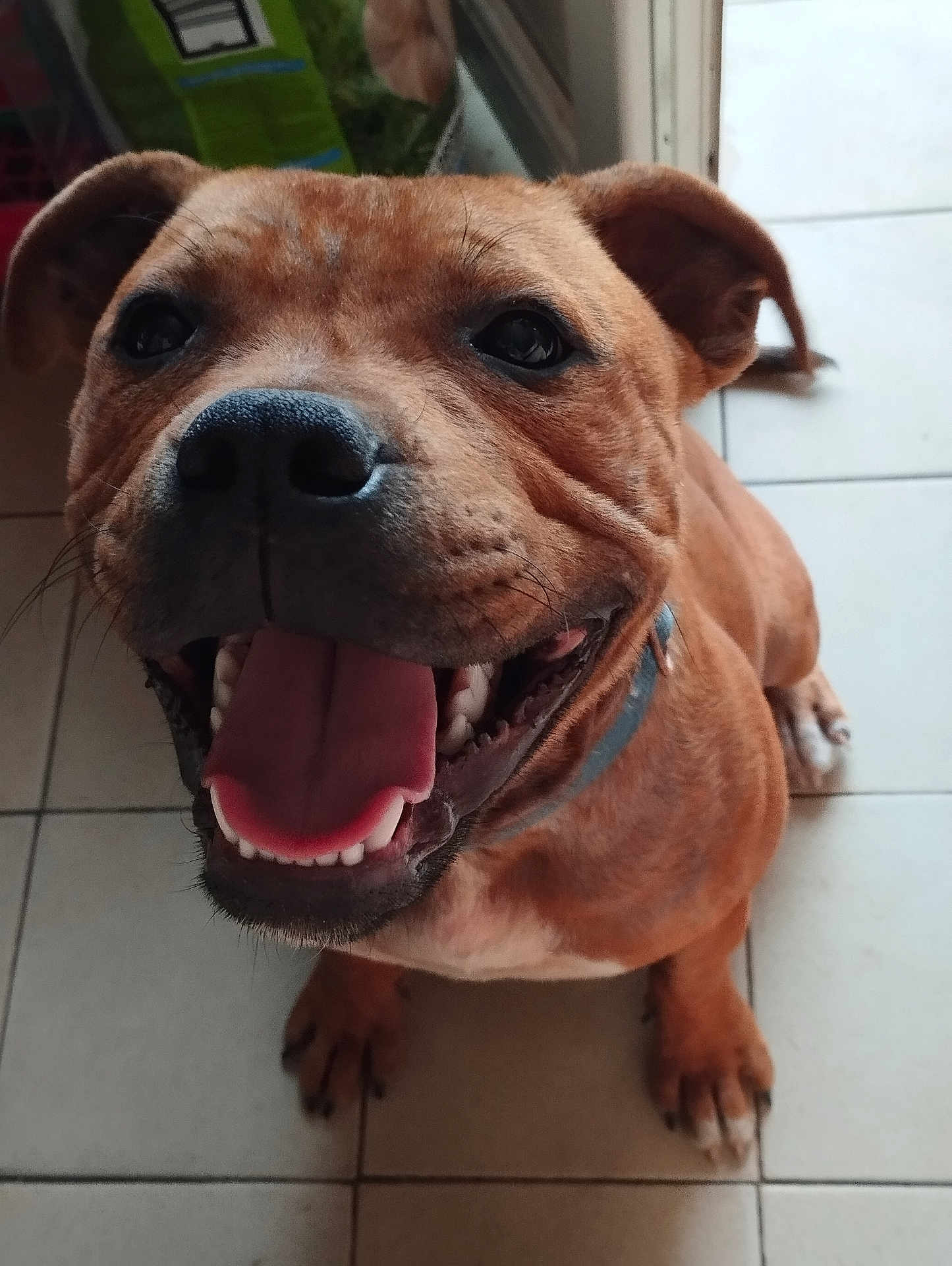 Voyou a rejoint le concours — aidez-le/la à gagner de superbes lots ! dog, brown_dog, pet, smiling, tongue_out, happy, close_up, canine, indoor, floor_tiles, animal, friendly, domestic_animal, sitting, cute, playful, collar, portrait, looking_up, paw