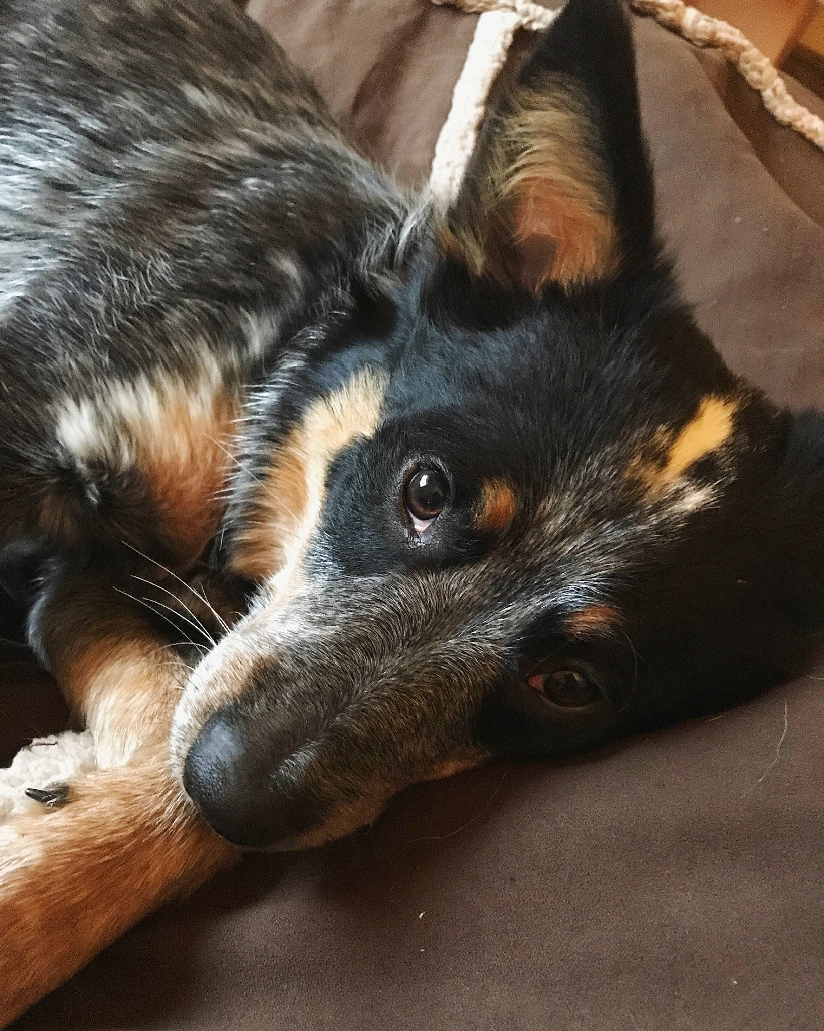 Pip is registered to the contest to win money with this photo: australian_cattle_dog, australian_kelpie, australian_shepherd, canidae, cardigan_welsh_corgi, carnivore, dog, dog_breed, fur, koolie, lancashire_heeler, mammal, puppy, snout, texas_heeler, vertebrate, whiskers, working_dog