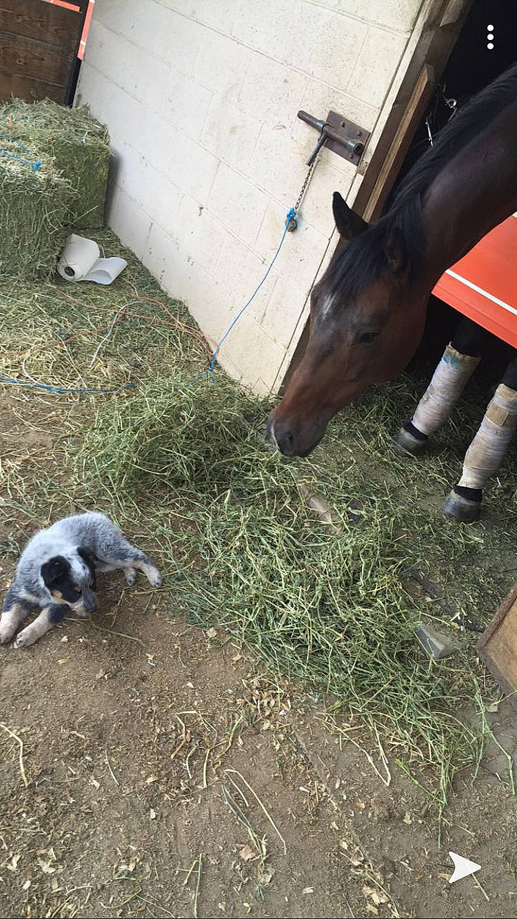 Pip joined the competition — help win amazing prizes! canidae, goats, grass, plant, snout