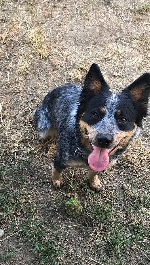 Pip joined the competition — help win amazing prizes! australian_cattle_dog, australian_collie, australian_kelpie, australian_stumpy_tail_cattle_dog, canidae, carnivore, dog, dog_breed, herding_dog, koolie, lancashire_heeler, mammal, rare_breed_dog, texas_heeler, vertebrate, working_dog
