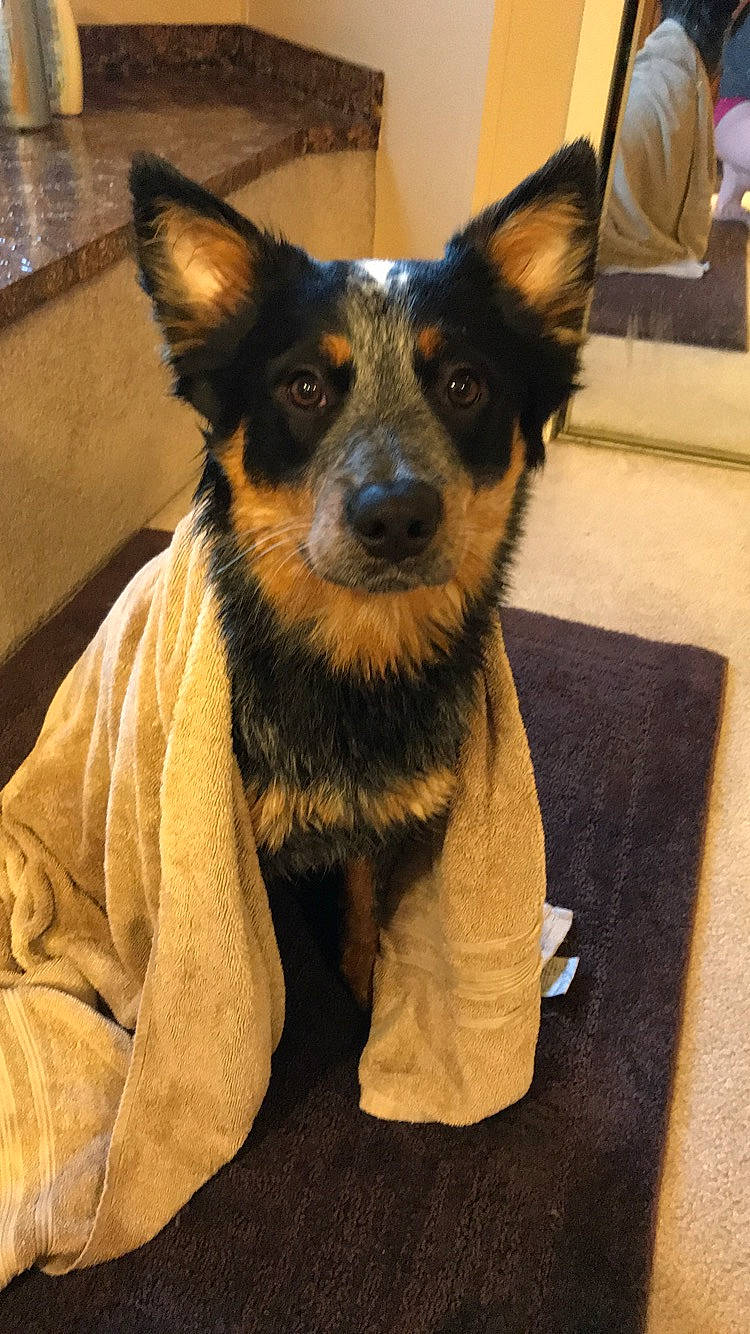 Pip joined the competition — help win amazing prizes! canidae, carnivore, companion_dog, dog, dog_breed, koolie, lancashire_heeler, mammal, rare_breed_dog, snout, texas_heeler, vertebrate, whiskers