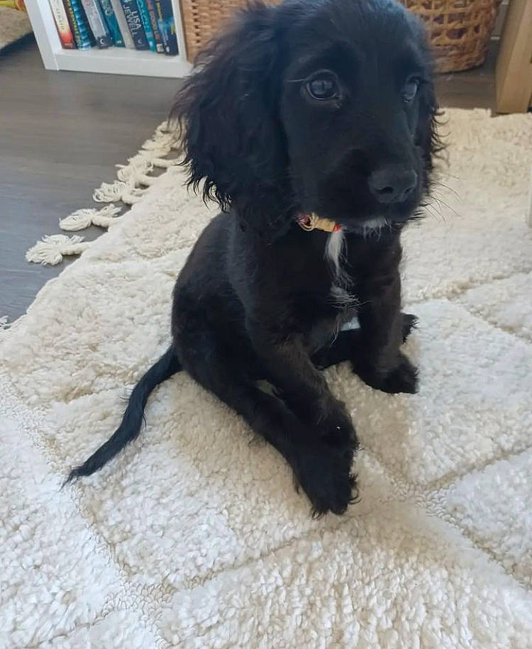 Hollie joined the competition — help win amazing prizes! borador, canidae, carnivore, companion_dog, dog, dog_breed, flooring, fur, gun_dog, hunting_dog, liver, retriever, snout, sporting_group, terrestrial_animal, working_animal, working_dog